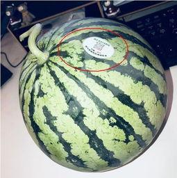 吴川西瓜网红吃瓜,甜蜜一夏，瓜界新宠  第1张